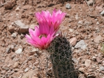 blooming-cactus.jpg