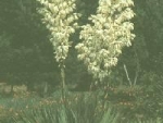 yucca2.jpg